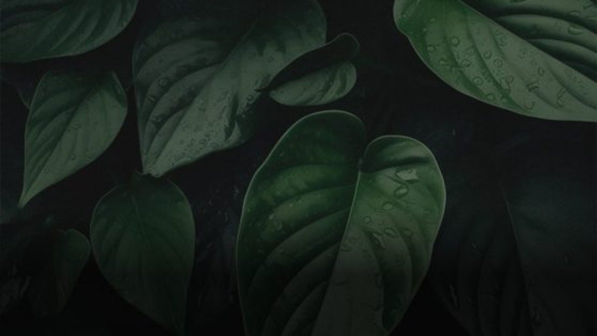 slider img 1